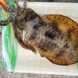 午後からエギング